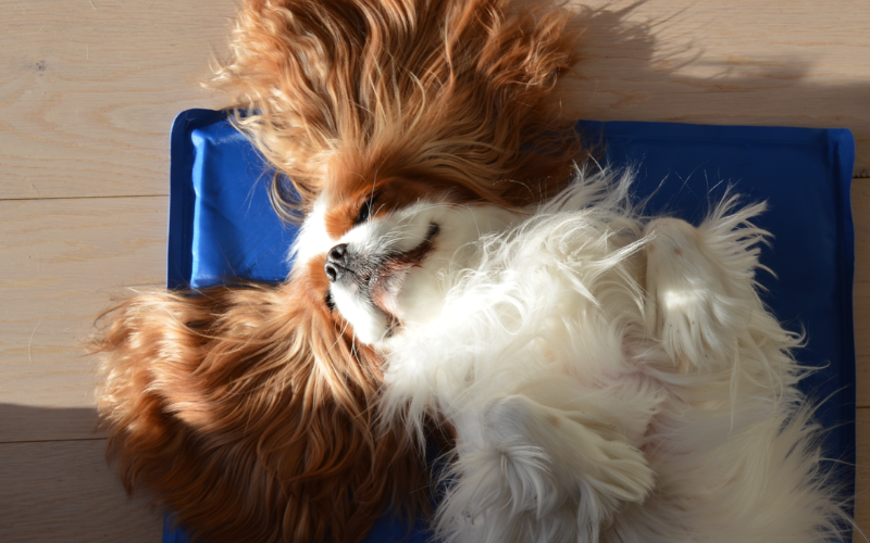 Er din hund en soldyrker?