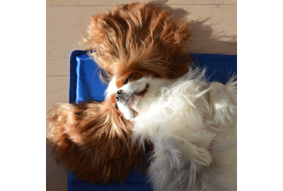 Er din hund en soldyrker?