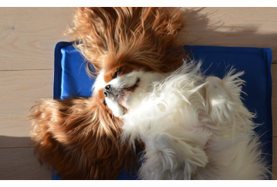 Er din hund en soldyrker?