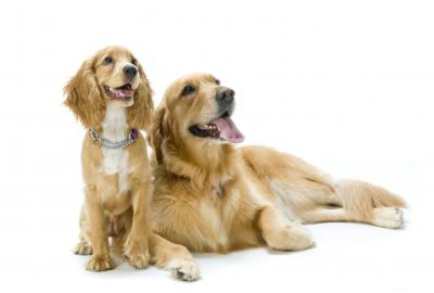 Har din hund symptomer på tand- og mundproblemer?