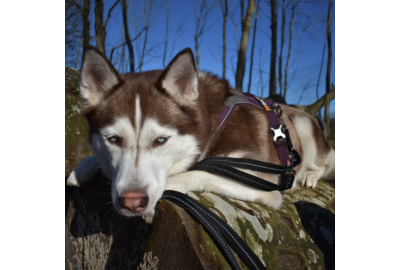 Er din hund klar til efterårstur?