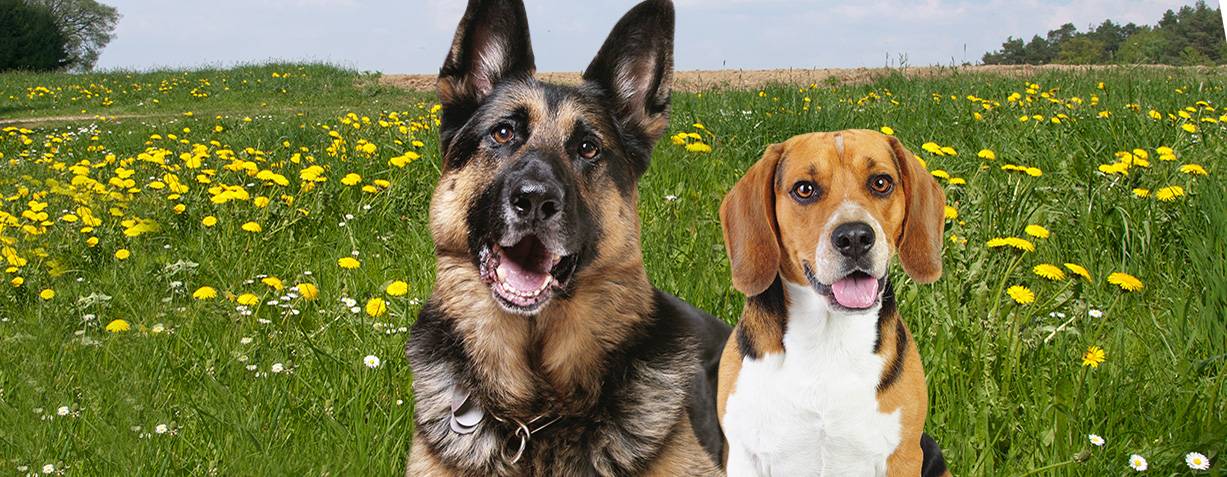 Hundekiks 