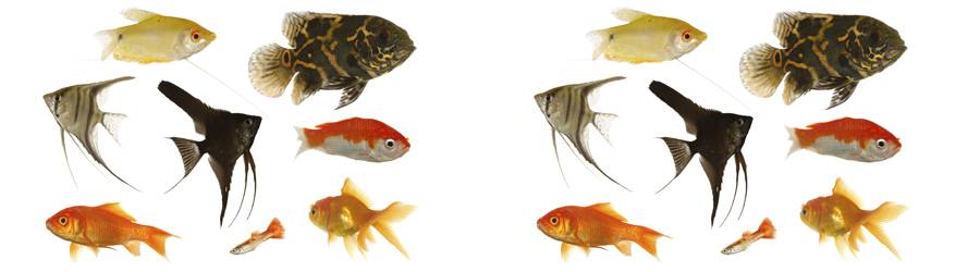 Fisk