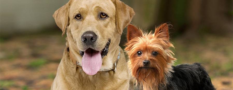 Hundefoder 