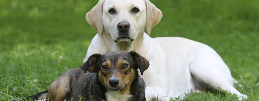 Hundegodbidder