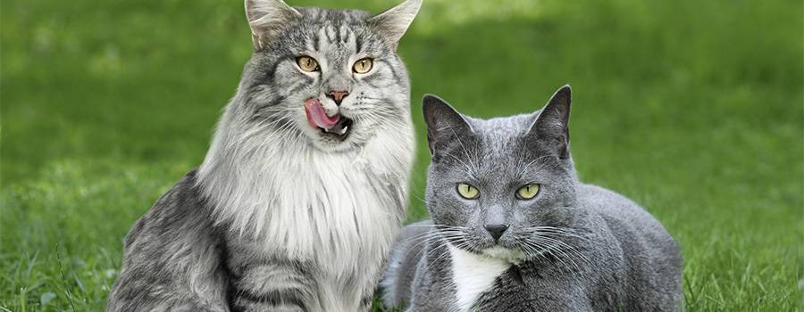 Kattegodbidder 