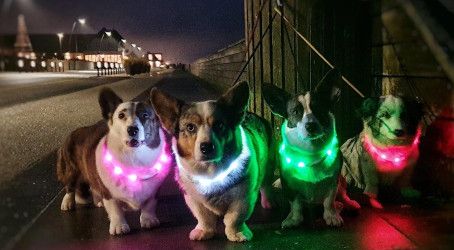 Chrisco hundetilbehør