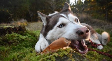 Chrisco naturlige hundesnacks 