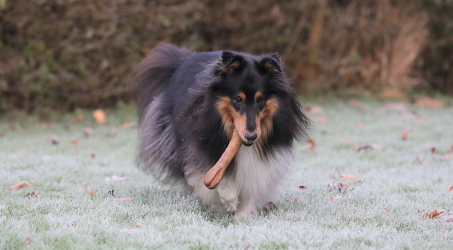 Chrisco tandpleje og Dentalcare til hunde