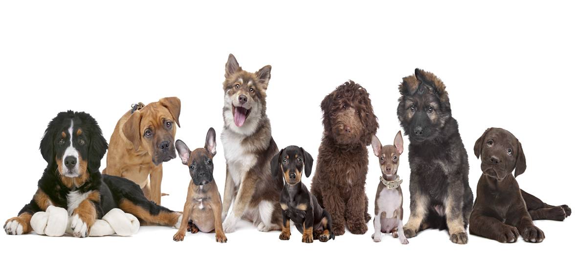 Vores hunde